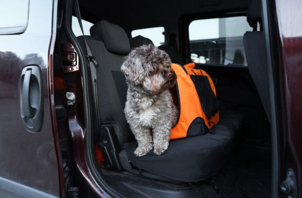 How to Protect Your Car from Dog Hair and Pet Odors: Easy Cleaning and Prevention Tips